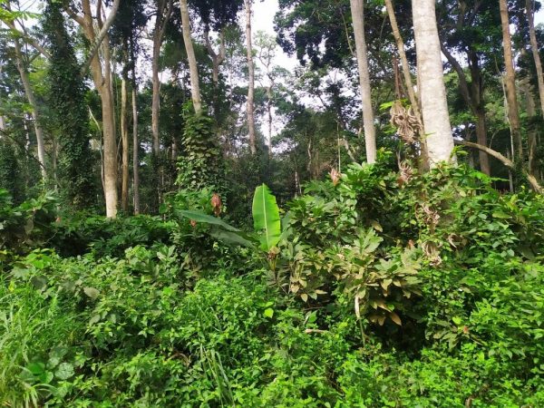 foret-bassin-congo